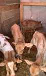 Vând viței cu vârsta cuprinsă între trei și 6  săptămâni