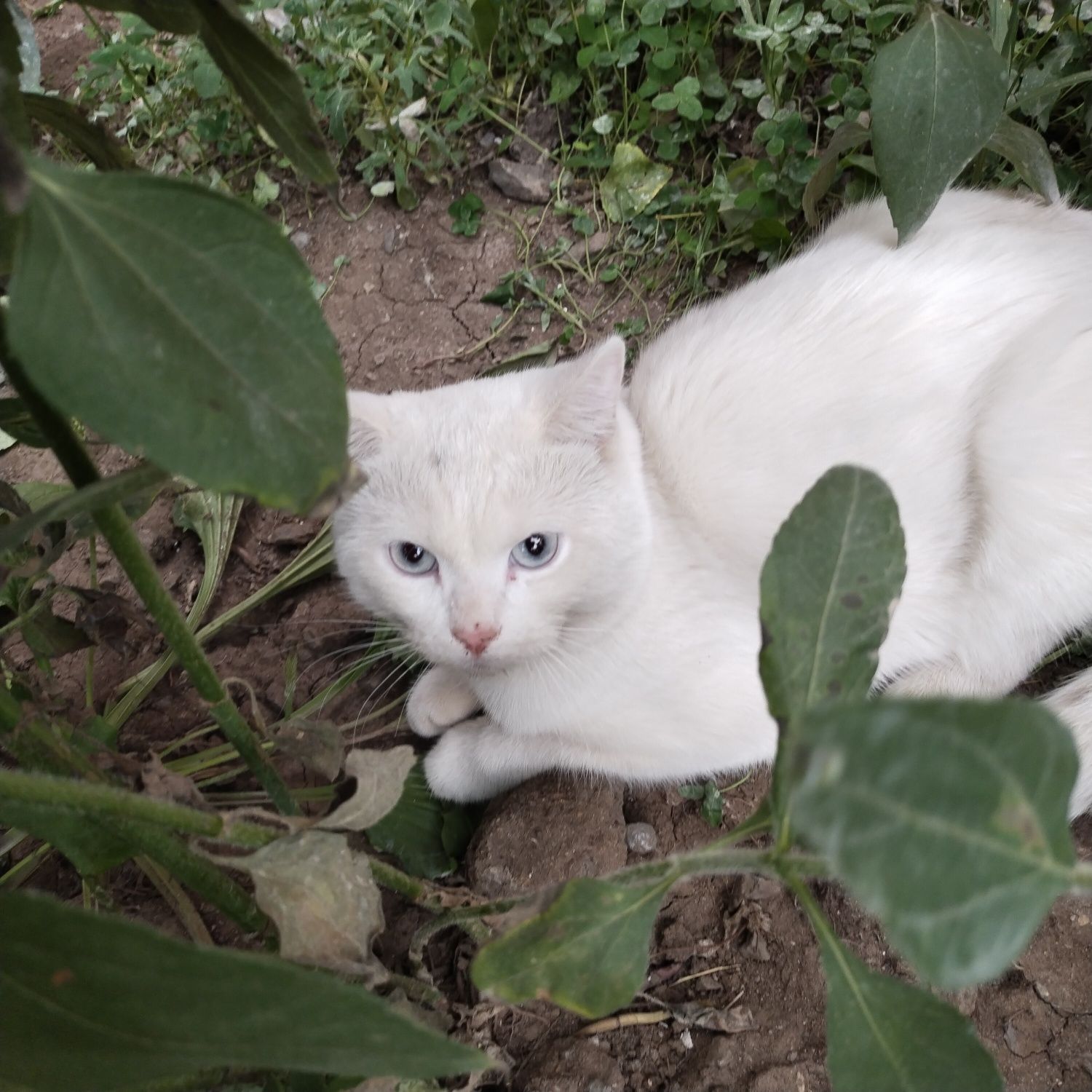 Кот в надёжные руки