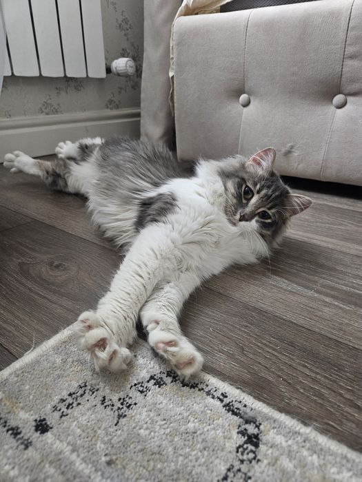 Найден кот в районе ЖК Bi city Seoul