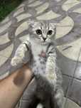 Вислоухая кошка, скотиш фолд