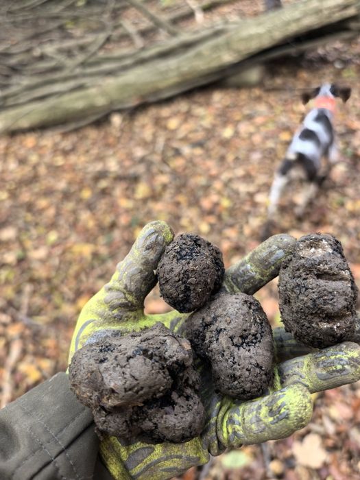 Черен есенен трюфел (Tuber Uncinatum)