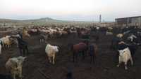 продам оптом 200-300 баранов и 100-120 козы, 17 шт коровы и бычки
