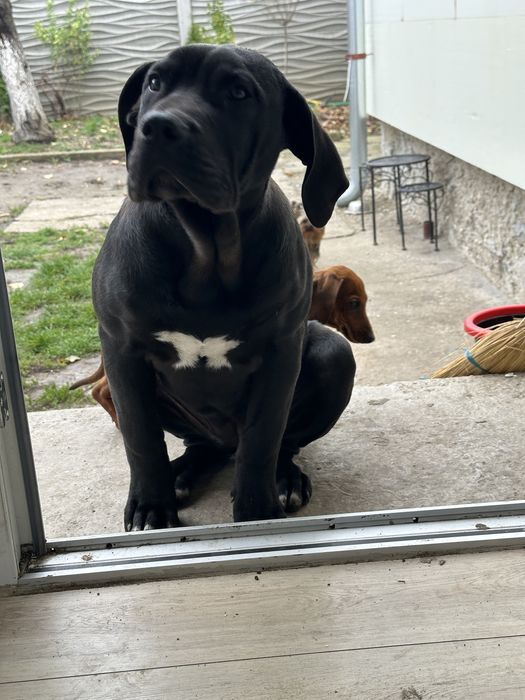 Femela Presa Canario