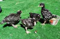 Продам цыплят черно-медного марана
