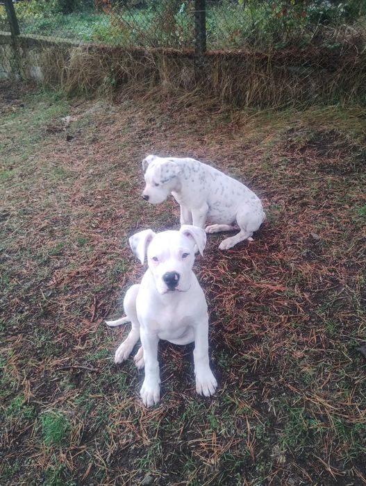 Американски булдог