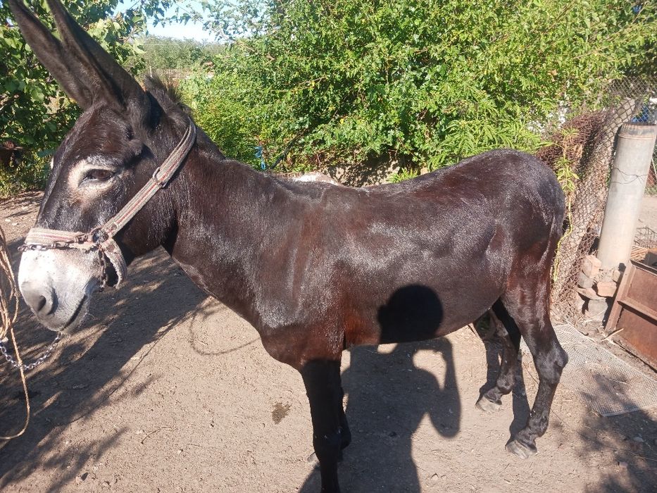 Магаре женско 12 годишно