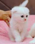 Motănel de elită, Scottish Fold cu ochi albaștri - Pedigree