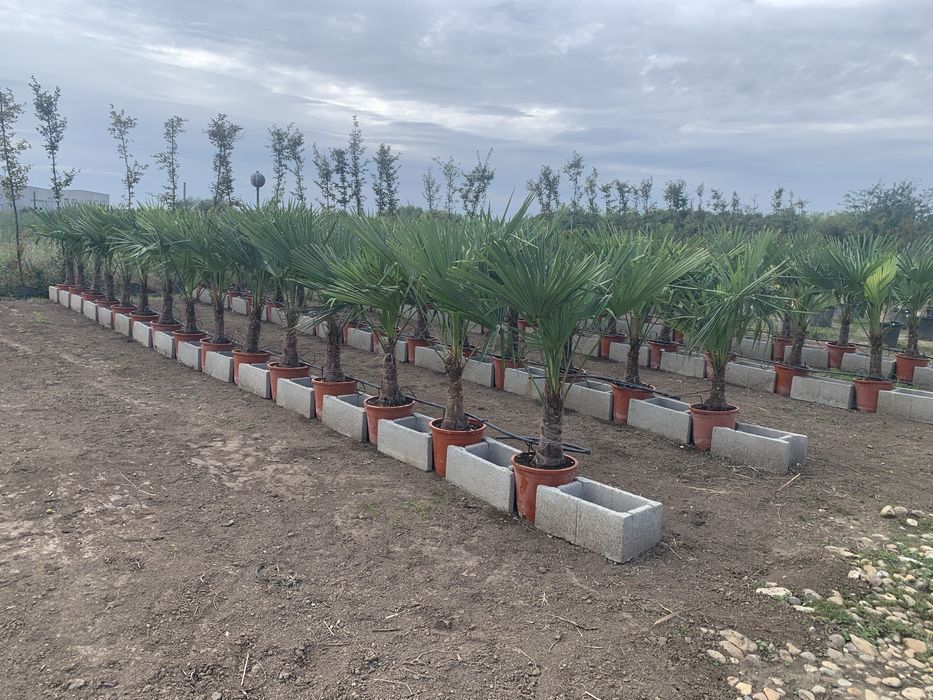 Palmier Tracycarpus Fortunei