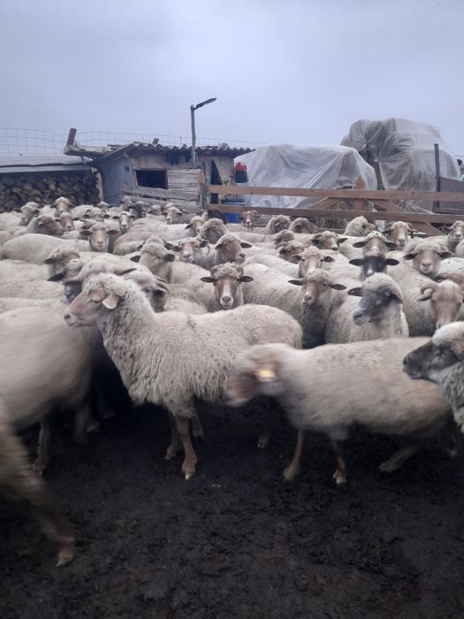 Vând 40 de oi ruginii de prăsilă
