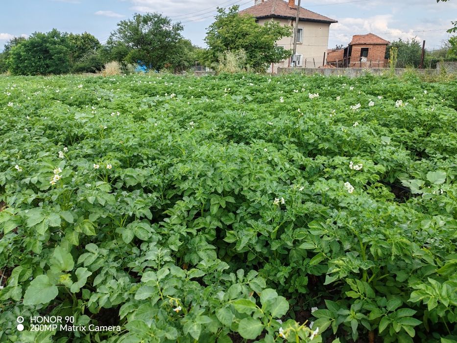 Картофи сорт Сорая