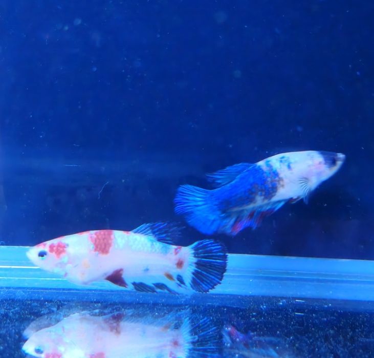 Vând pești betta