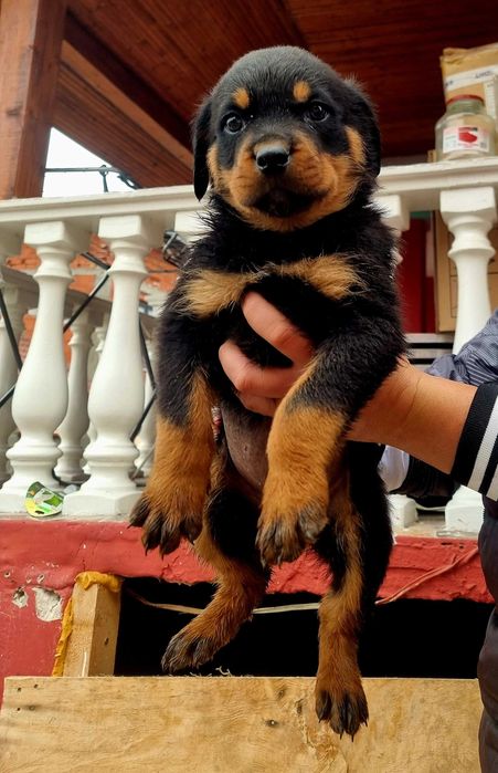 Ротвайлер мъжко 2м