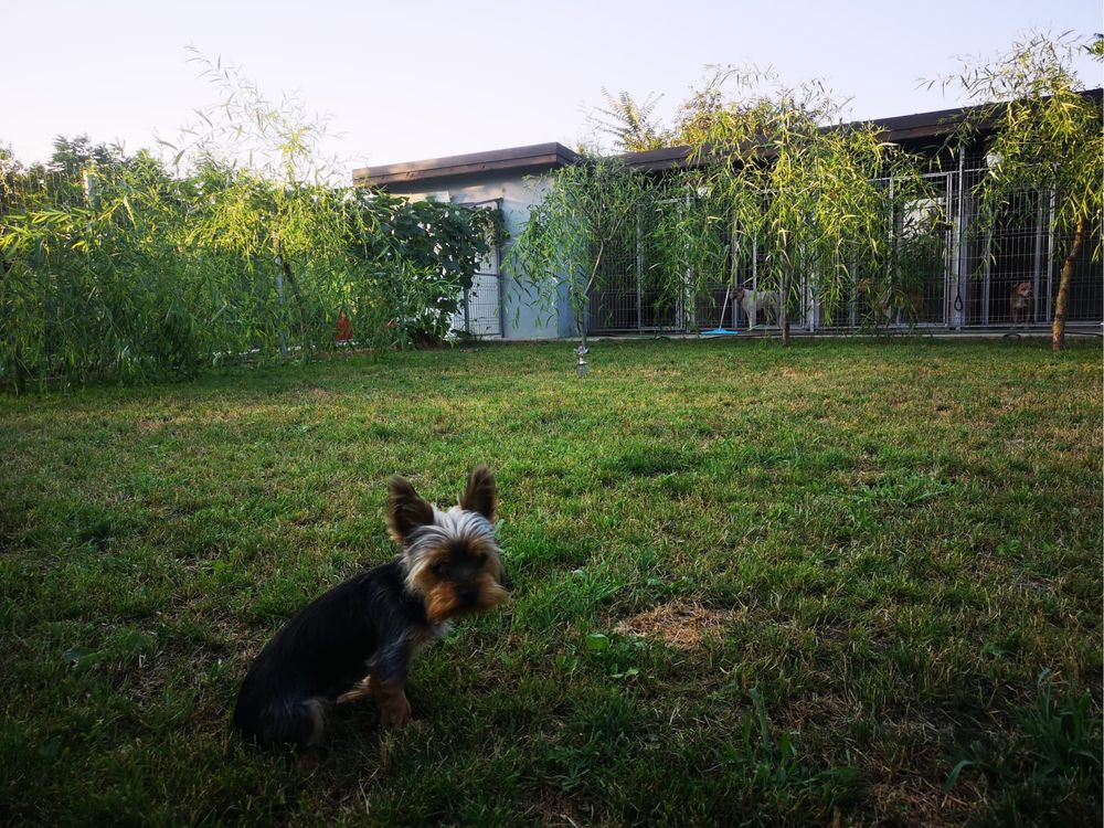 Cazare catei / Pensiune canina/Hotel