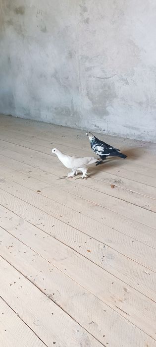 Bir parasisi 150ming PARPOY uchadi