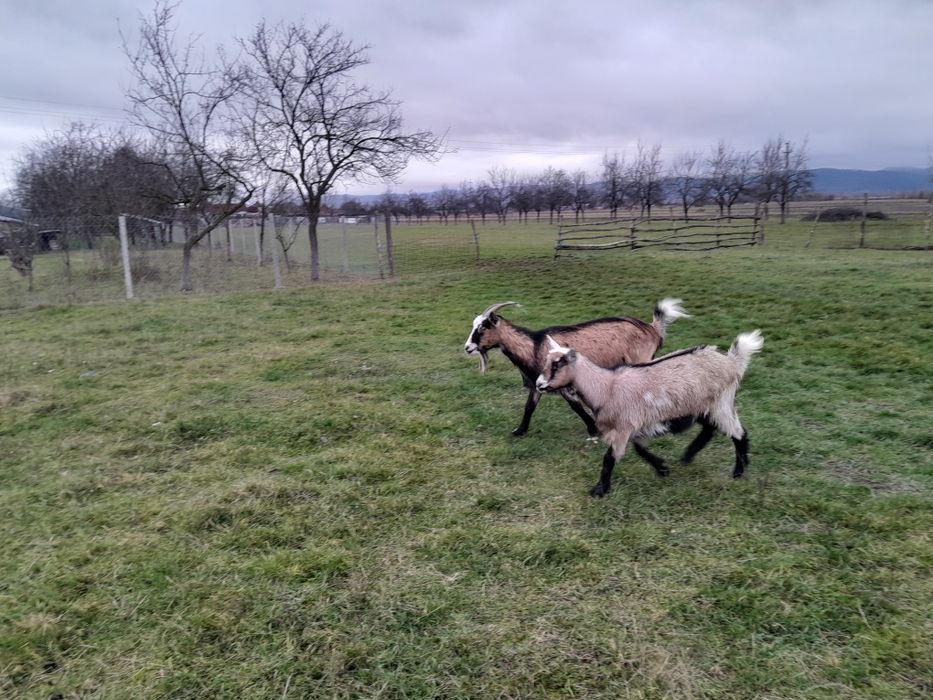 Vând oi capre  tinere