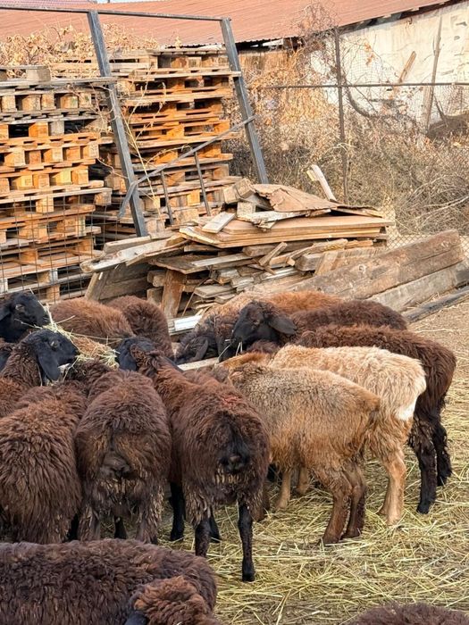 Срочно продается