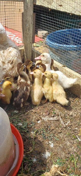 Vand rațisioare mute cu mama lor