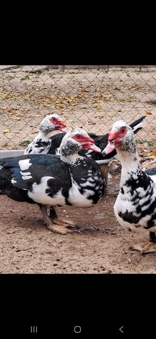 Индаутка сатамын