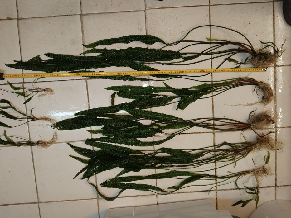 Аквариумни растения