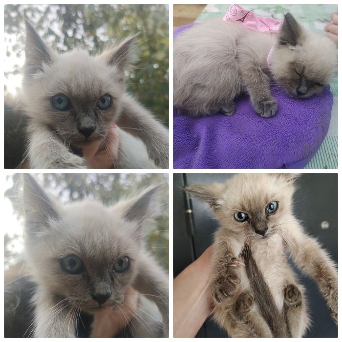 Котенок девочка в хорошие руки
