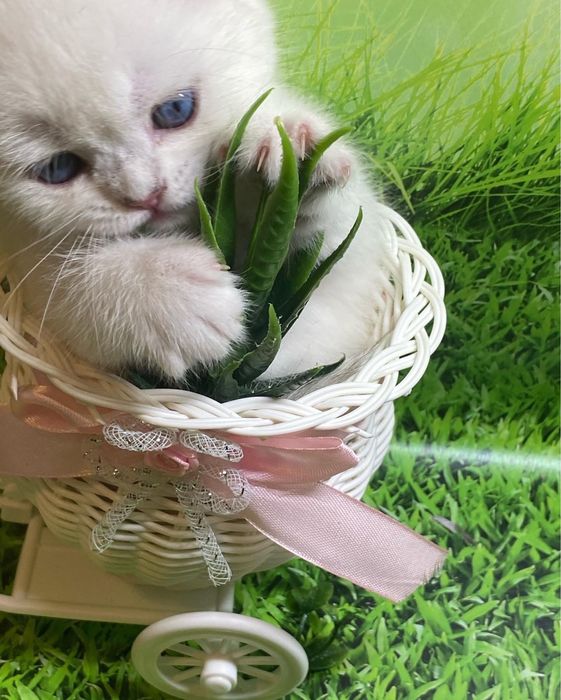 Британская шиншиловая малышкав