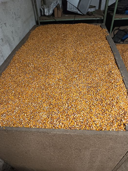 Vand porumb productie 2025