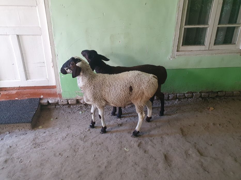 2ta egizak qo'chqorla sotiladi Shofirkonda