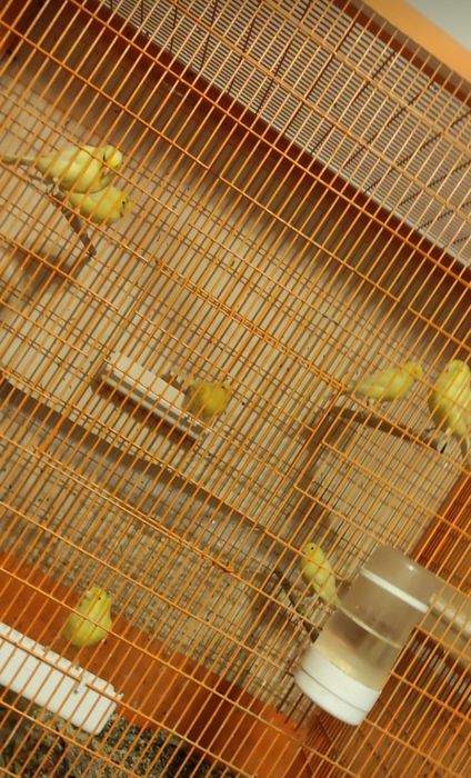 Canari Malinois waterslager