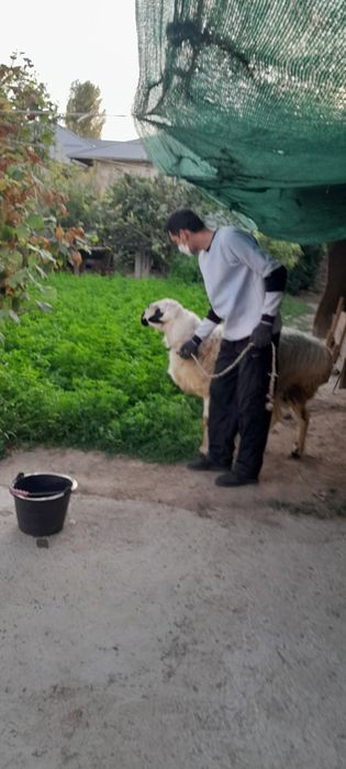 2та дан Тугдирадиган Насил колдирувчи Амирий Кучкор СОТИЛАДИ