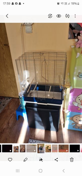 Vând papagal Micul Alexander