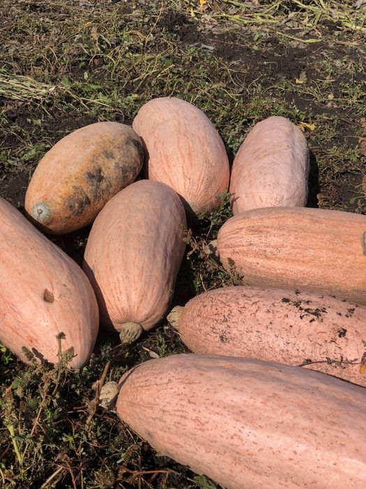 Продам тыкву на еду