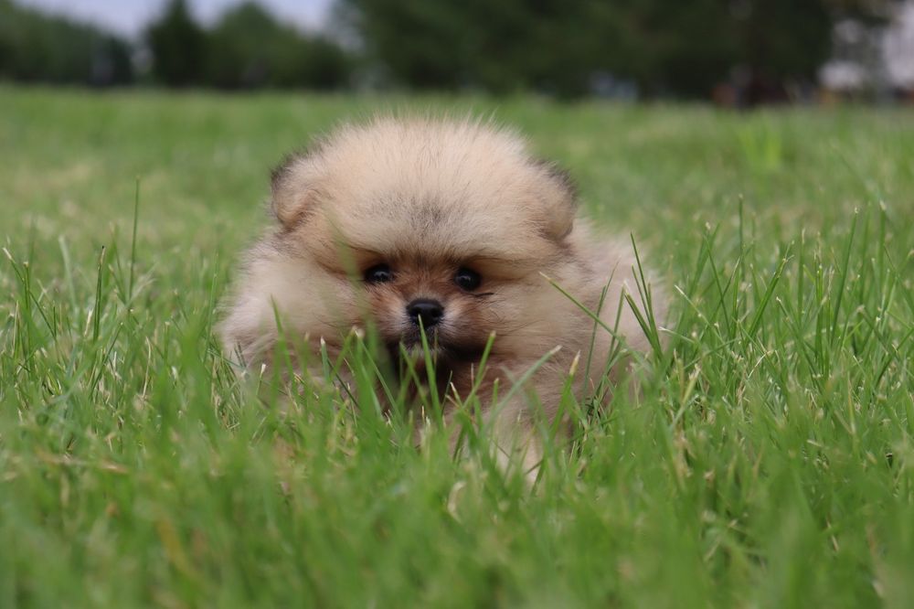 Чудо щенки Шпица