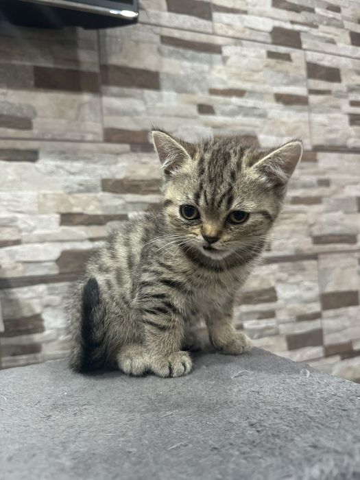 Малки британски котенца