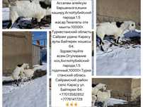 Козёл на огуливание