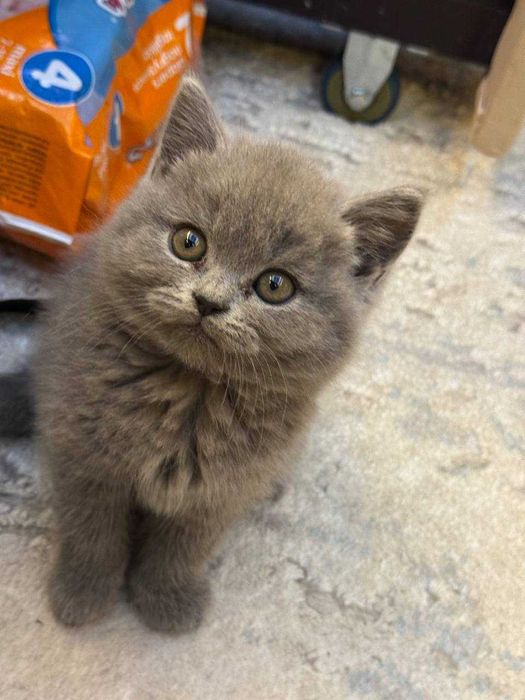 Продам котят / mushukchalar sotiladi