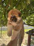 Akita inu pedigree tip A long hair