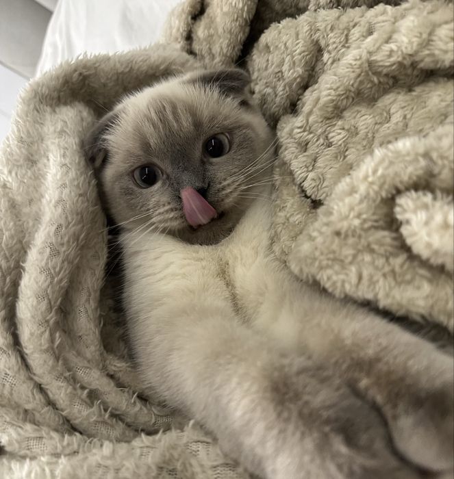 Кошка, кот, котенок