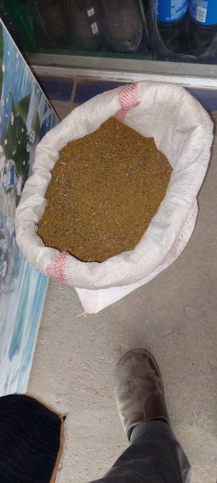 Уруглик беда утуруги