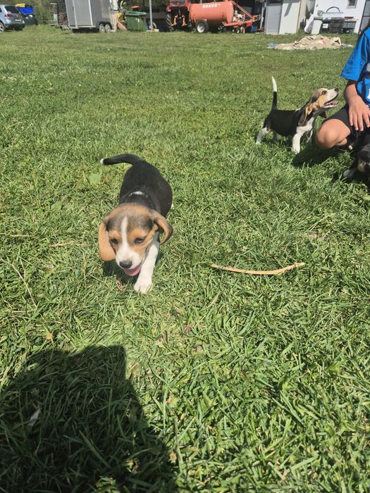 Catelusi pufosi de dat!