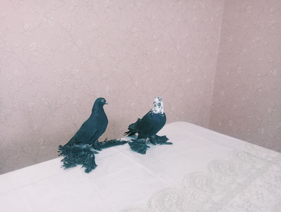 Голуби гребля ..