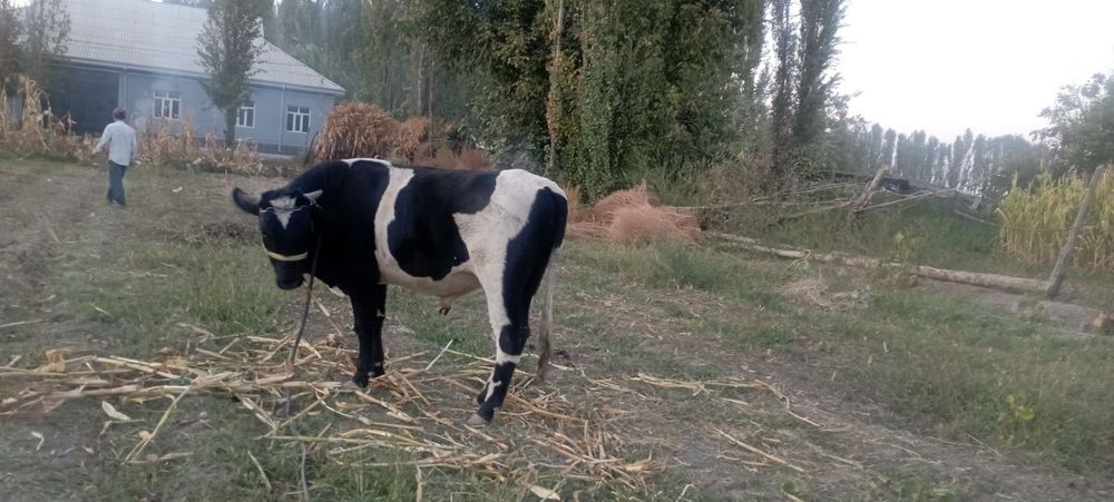 Qoramol Buqa sotiladi srochna 30 mln