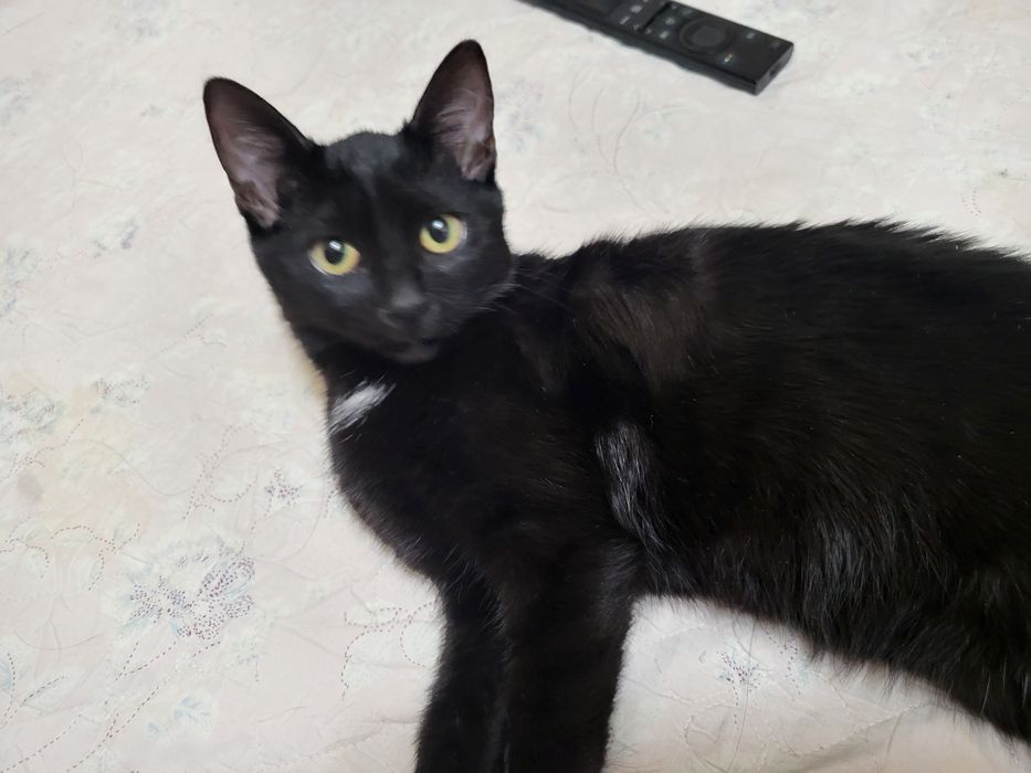 Кошка отдам хорошие руки