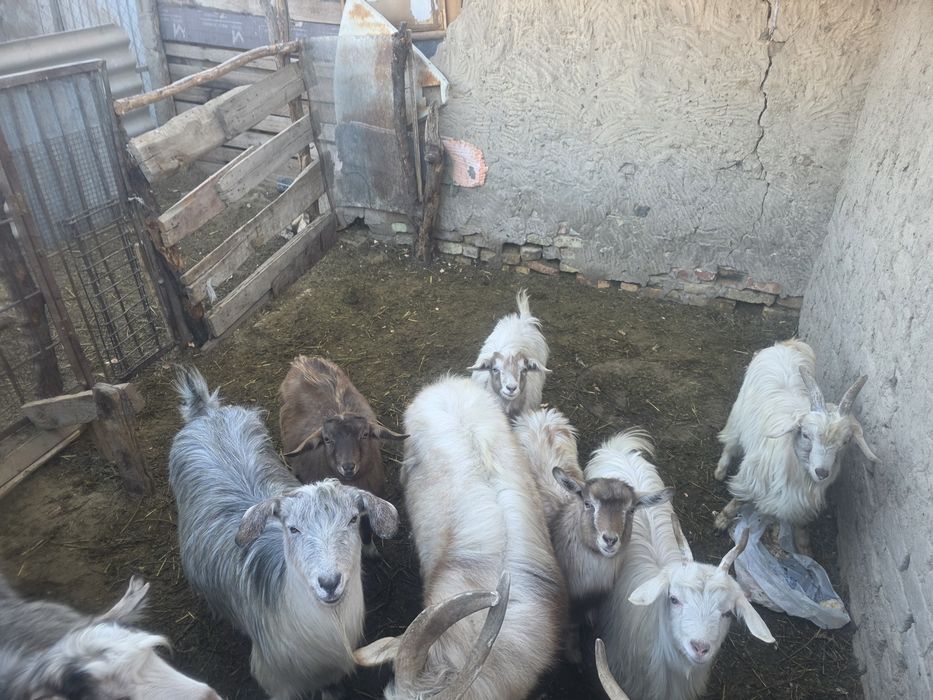 Продам ешки семьясымен