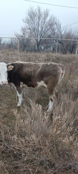 Ту сиырлар (коровы)