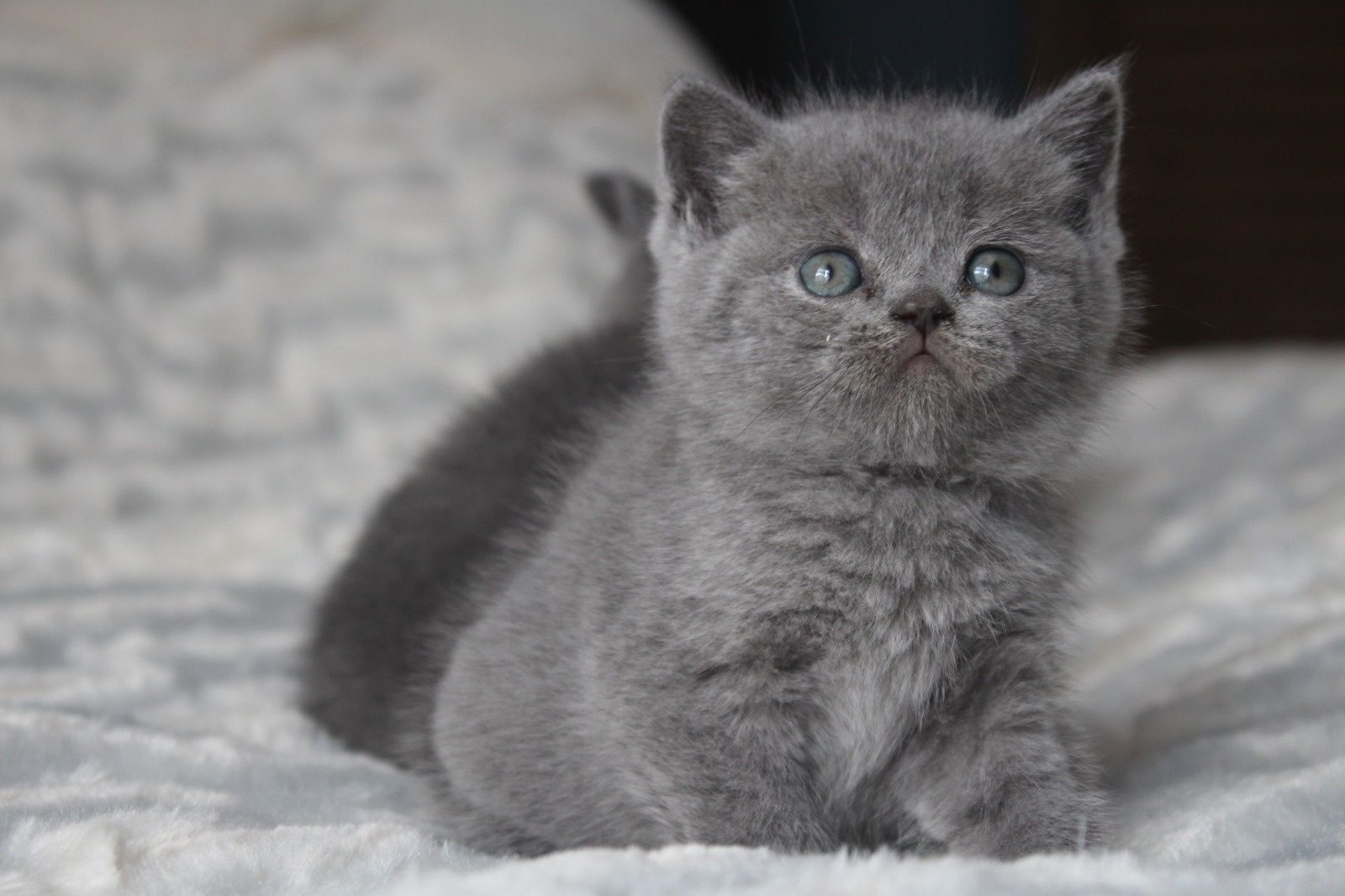 British shorthair Blue, pedigree, Cluj