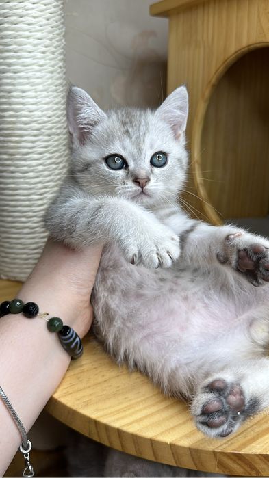 Чистакровный мальчик скотиш страйт шиншилла табби  с паспортом