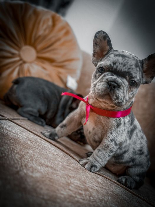 Bulldog francez femela