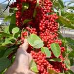Arbuști fructiferi (Schisandra )