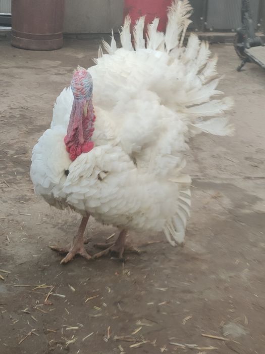 Vand curcani 4-8 kg livrare gratuita in Ilfov și București