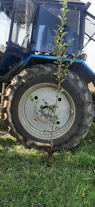 Продам саженцы все виды летних и зимних сортов яблонь